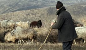 Suspiciune de ANTRAX. Un cioban internat la Boli Infecţioase – Spitalul Judeţean Buzău