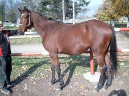 Caii pur sânge de la Cislău ar putea avea condiții mai bune