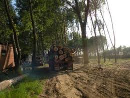 Update> Trei reţinuţi în cazul percheziţiilor : doi bărbaţi din Vrancea şi o braşoveancă. 19 percheziţii, în trei judeţe, la hoţii de lemne