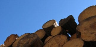 Buzoian de 81 de ani, cercetat penal pentru evaziune fiscală