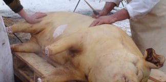 Unde se poate efectua examenul trichineloscopic pentru carnea de porc, în județul Buzău!