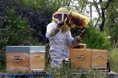 Dezastru în apicultură! Familii de albine mor de foame