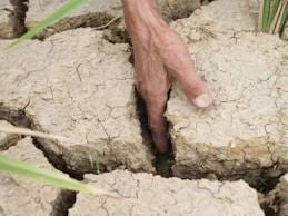 Seceta creează probleme! Fermierii buzoieni au solicitat livrarea apei pentru irigaţii şi în octombrie