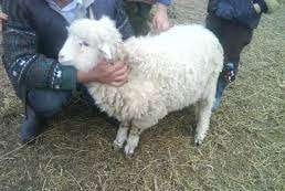 Dosare penale pentru doi constănțeni, unchi și nepot, pentru înșelăciune. Ei manevrau cântarul, de la distanță,cu o telecomandă, modificând în minus greutatea oilor