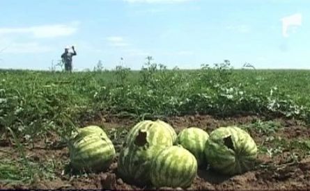 Pentru al treilea an consecutiv, culturile de pepeni din Câmpia Bărăganului sunt distruse de ciori