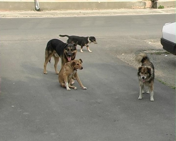Câinii fără stăpân, în atenţia autorităţilor. Medicii veterinari au demarat campania de sterilizare iar poliţiştii locali pregătesc controale în curţile iubitorilor de animale