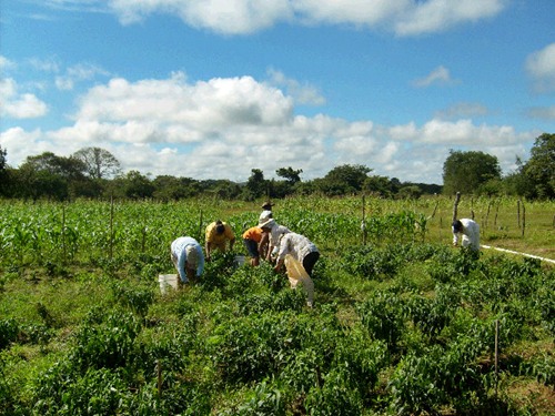 Din 1 noiembrie si PFA si intreprinderile familiale pot lucra cu zilierii