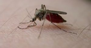 Atenție la înțepăturile de țânțari! Există pericolul infectării cu virusul West Nile