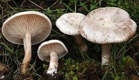 O femeie din Pătârlagele a decedat după ce a consumat ciuperci