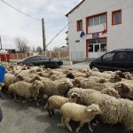 aviz, buzau, Cilibia, Ion Enache, oi, prefectura, protest, stana