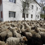 aviz, buzau, Cilibia, Ion Enache, oi, prefectura, protest, stana