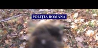Video: Urs de 40 de mii de euro, prins în laț și apoi decapitat de doi braconieri