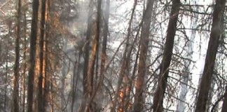 Video: Luptă cu flăcările de peste 40 de ore în masivul Penteleu! Au ars peste 127 hectare de păşune şi pădure de brad şi molid