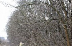 Foşti angajaţi ai unui ocol silvic, acuzaţi de delapidare, fals, uz de fals şi neglijenţă în serviciu