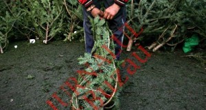 Vânzările de brazi, mult mai slabe faţă de anii trecuţi