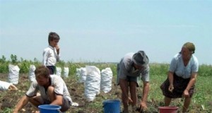 Agricultorii voteaza pentru constituirea Camerelor Agricole pe 24 iulie
