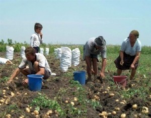 Agricultorii voteaza pentru constituirea Camerelor Agricole pe 24 iulie