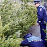 Silvicultorii cu ochii pe păduri. Amenzile pentru încălcările legii au depăşit 67 de mii de lei