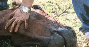 Caii sălbatici de la Letea au nevoie de voluntari