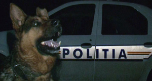 Câini poliţişti scoşi la licitaţie