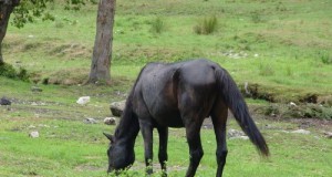 A cumpărat şi vândut cabaline, dar a uitat să îşi plătească taxele şi impozitele