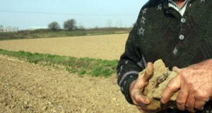 Veşti proaste pentru agricultori: ploaia căzută nu ajută prea mult culturile