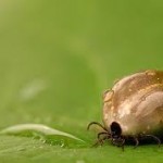 Şi în Buzău au început tratamentele împotriva căpuşelor