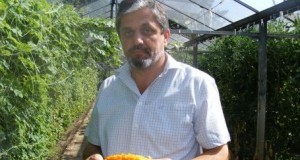 Legume exotice introduse în cultură de cercetătorii buzoieni. Dacă lucrurile merg bine, pe piață ar putea apărea pepene galben cu gust de kiwi sau tomate de culoare neagră