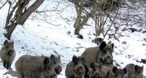 Patru bărbaţi, cercetaţi pentru braconaj cinegetic şi uz de armă letală, fără drept