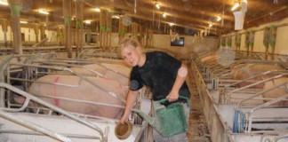 Danemarca angajeaza buzoieni