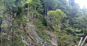 Buzaul, cod portocaliu la defrisari ilegale