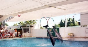 Mistreţ “buzoian”, vedeta Definariului din Constanţa