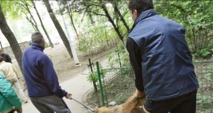 Legea maidanezilor lasă autoritățile locale în stand-by