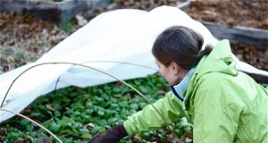 Program pentru tinerii fermieri. Pot beneficia de fonduri de 40 mii de euro