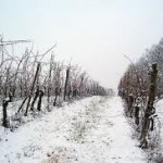 O săptămână normală termic