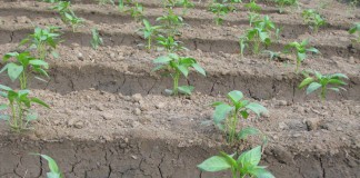 Care sunt efectele vremii capricioase asupra legumelor. Cum sunt influențate prețurile!