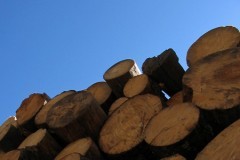 Accident grav în curtea școlii. Două eleve au ajuns la spital după ce o gramadă de lemne a căzut peste ele