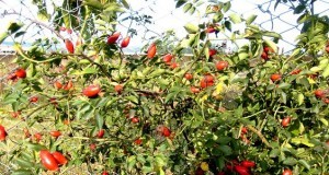 Fructele de pădure din Buzău, achiziţionate de industria farmaceutică din ţară