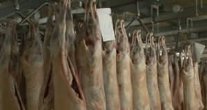 Preţurile impuse de crescătorii de ovine distrug exportul. I-am pierdut pe italieni