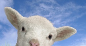 Mielu` le-a adus cate un dosar penal