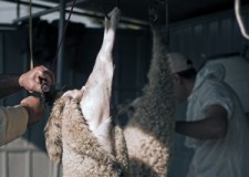 Sapte unitati autorizate pentru sacrificarea mieilor