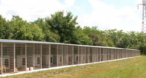 Primăria pregăteşte încă un padoc pentru maidanezi