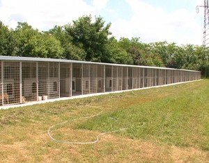 Câinii comunitari din Buzău o duc regeşte