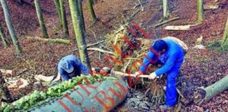 Padurar amenintat cu toporul