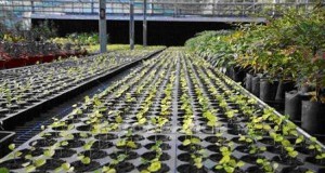 Statiunea de cercetare legumicola lucreaza la foc continuu