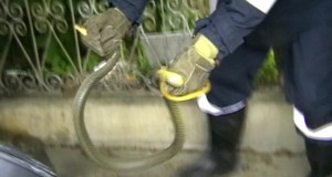 Pompierii, vânători de şerpi