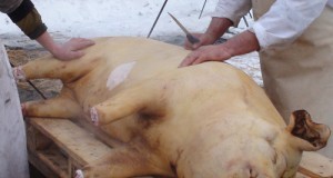 În această perioadă, DSV a amenajat trei puncte de verificare a cărnii de porc în piețe