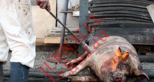 Astăzi este Ignatul, ziua în care se taie porcii pentru Crăciun