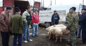 Toate târgurile de animale din Buzău, închise