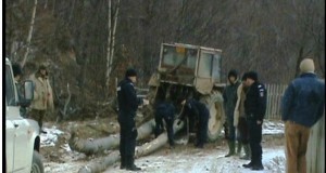 Şapte buzoieni, prinşi de jandarmi în timp ce furau lemne din pădurile din Calvini